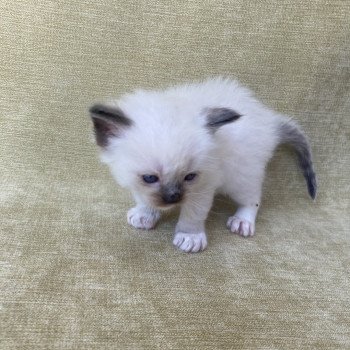 chaton Ragdoll seal point mitted vert fonce Les Ragdolls de la Croisette