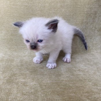 chaton Ragdoll seal point mitted vert fonce Les Ragdolls de la Croisette