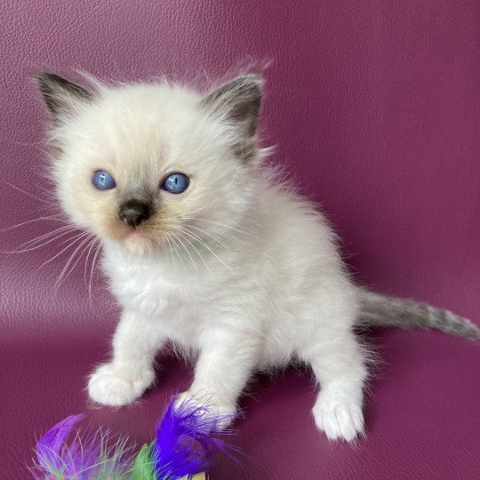 chaton Ragdoll seal point mitted vert fonce Les Ragdolls de la Croisette