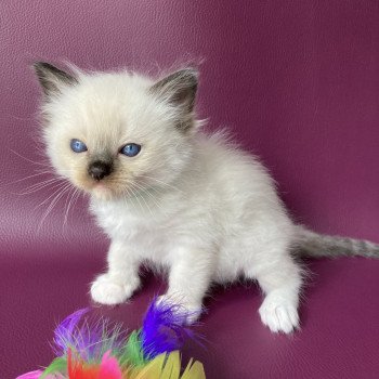 chaton Ragdoll seal point mitted vert fonce Les Ragdolls de la Croisette