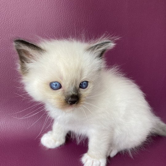 chaton Ragdoll seal point mitted vert fonce Les Ragdolls de la Croisette