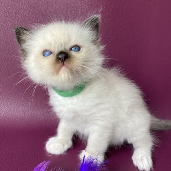 chaton Ragdoll seal point mitted vert fonce Les Ragdolls de la Croisette