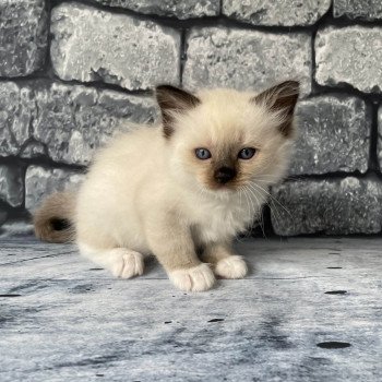 chaton Ragdoll seal point mitted vert fonce Les Ragdolls de la Croisette