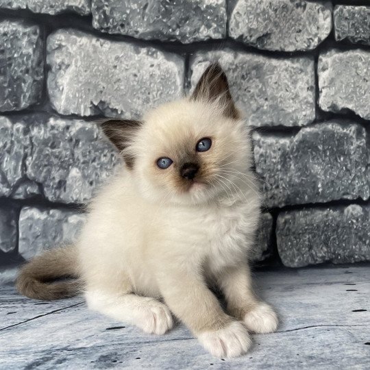 chaton Ragdoll seal point mitted vert fonce Les Ragdolls de la Croisette