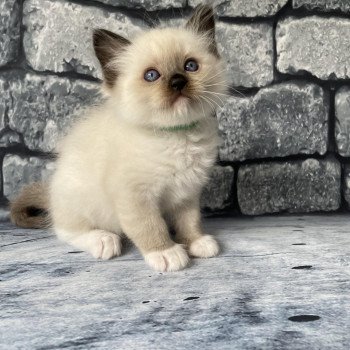 chaton Ragdoll seal point mitted vert fonce Les Ragdolls de la Croisette