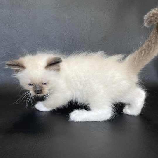 chaton Ragdoll seal point mitted vert fonce Les Ragdolls de la Croisette