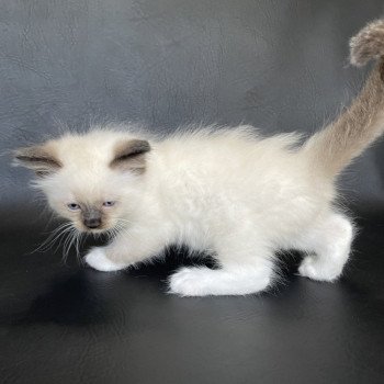 chaton Ragdoll seal point mitted vert fonce Les Ragdolls de la Croisette