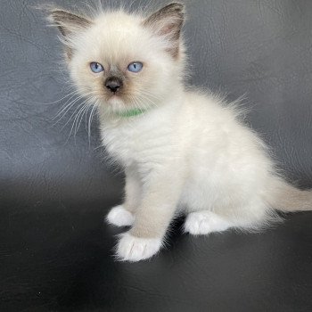 chaton Ragdoll seal point mitted vert fonce Les Ragdolls de la Croisette chaton Ragdoll seal point mitted vert fonce Les Ragdolls de la Croisette