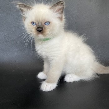 chaton Ragdoll seal point mitted vert fonce Les Ragdolls de la Croisette