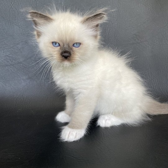 chaton Ragdoll seal point mitted vert fonce Les Ragdolls de la Croisette