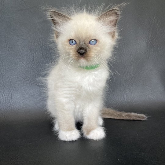 chaton Ragdoll seal point mitted vert fonce Les Ragdolls de la Croisette