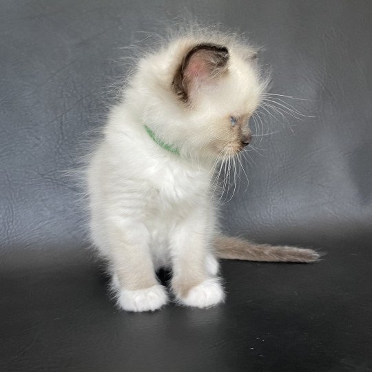 chaton Ragdoll seal point mitted vert fonce Les Ragdolls de la Croisette