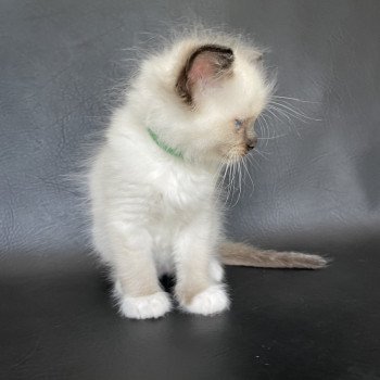 chaton Ragdoll seal point mitted vert fonce Les Ragdolls de la Croisette