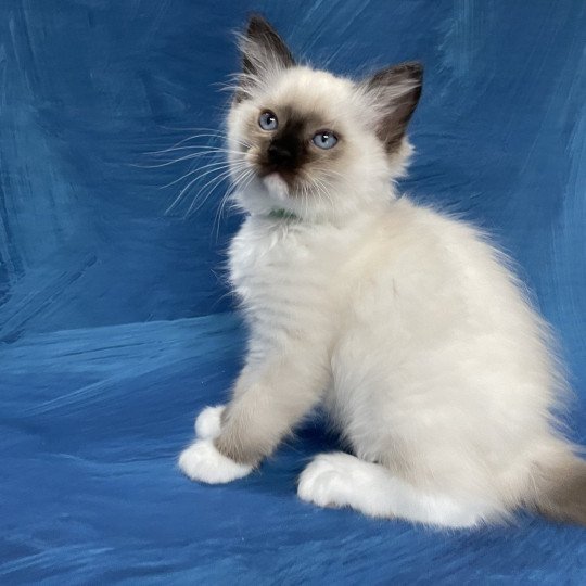 chaton Ragdoll seal point mitted Serge Les Ragdolls de la Croisette