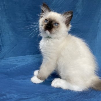 chaton Ragdoll seal point mitted Serge Les Ragdolls de la Croisette chaton Ragdoll seal point mitted Serge Les Ragdolls de la Croisette