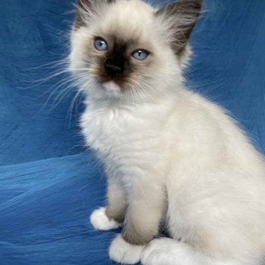 chaton Ragdoll seal point mitted Serge Les Ragdolls de la Croisette