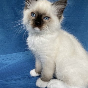 chaton Ragdoll seal point mitted Serge Les Ragdolls de la Croisette