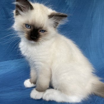 chaton Ragdoll seal point mitted Serge Les Ragdolls de la Croisette