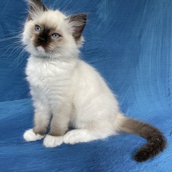 chaton Ragdoll seal point mitted Serge Les Ragdolls de la Croisette