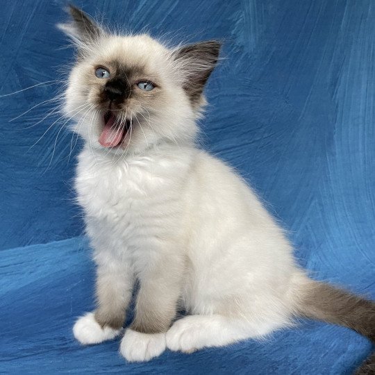 chaton Ragdoll seal point mitted Serge Les Ragdolls de la Croisette