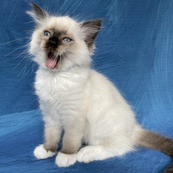 chaton Ragdoll seal point mitted Serge Les Ragdolls de la Croisette