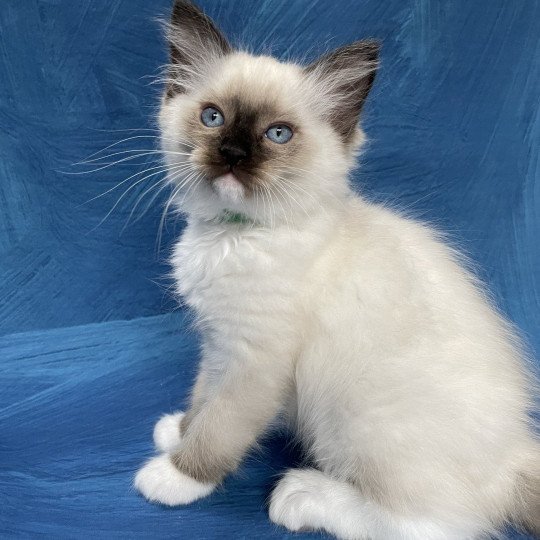 chaton Ragdoll seal point mitted Serge Les Ragdolls de la Croisette