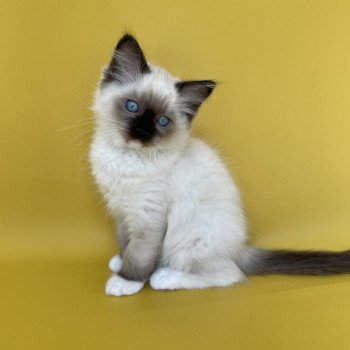 chaton Ragdoll seal point mitted Serge Les Ragdolls de la Croisette