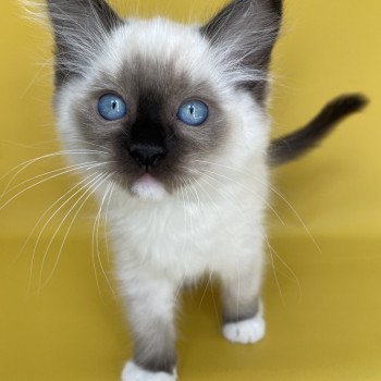 chaton Ragdoll seal point mitted Serge Les Ragdolls de la Croisette