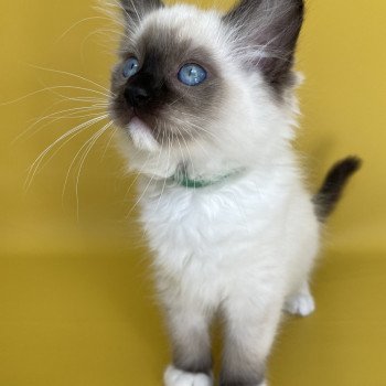 chaton Ragdoll seal point mitted Serge Les Ragdolls de la Croisette chaton Ragdoll seal point mitted Serge Les Ragdolls de la Croisette