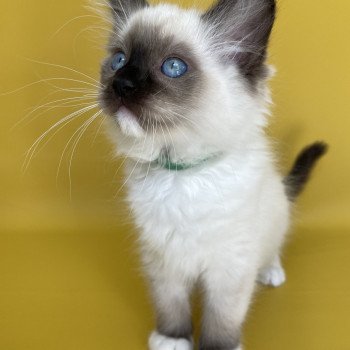 chaton Ragdoll seal point mitted Serge Les Ragdolls de la Croisette