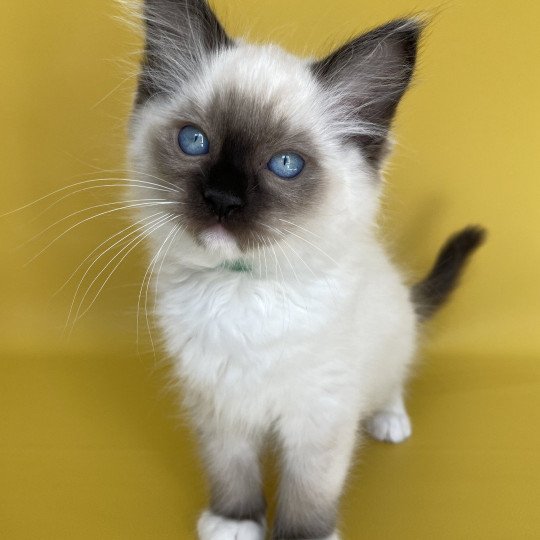 chaton Ragdoll seal point mitted Serge Les Ragdolls de la Croisette