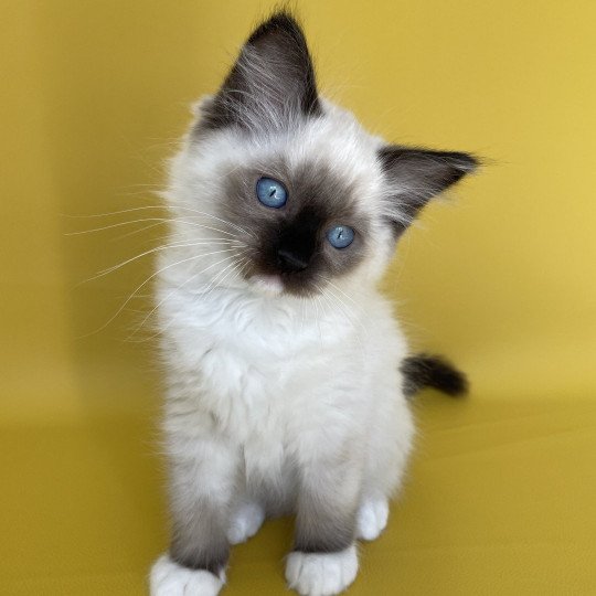 chaton Ragdoll seal point mitted Serge Les Ragdolls de la Croisette