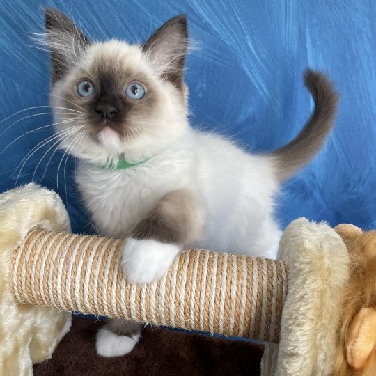 chaton Ragdoll seal point mitted Serge Les Ragdolls de la Croisette