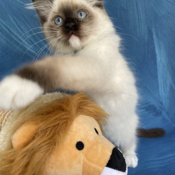 chaton Ragdoll seal point mitted Serge Les Ragdolls de la Croisette