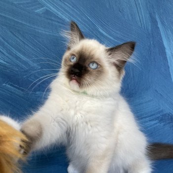 chaton Ragdoll seal point mitted Serge Les Ragdolls de la Croisette