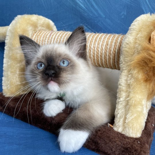 chaton Ragdoll seal point mitted Serge Les Ragdolls de la Croisette