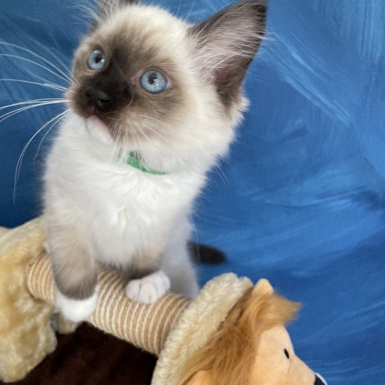 chaton Ragdoll seal point mitted Serge Les Ragdolls de la Croisette