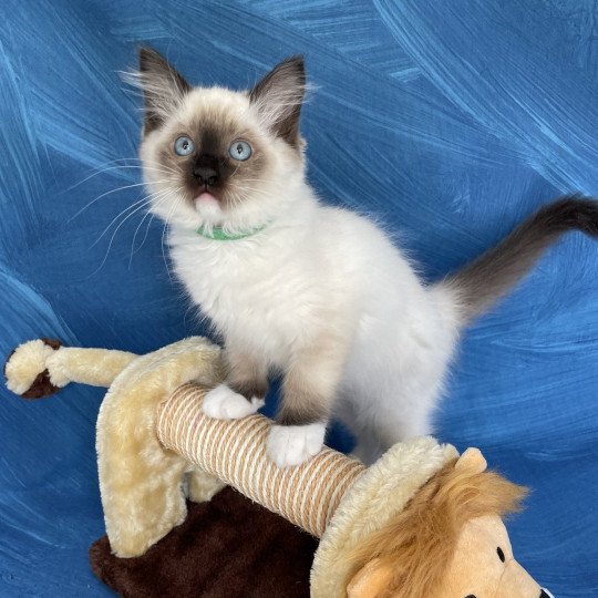 chaton Ragdoll seal point mitted Serge Les Ragdolls de la Croisette