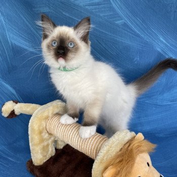 chaton Ragdoll seal point mitted Serge Les Ragdolls de la Croisette