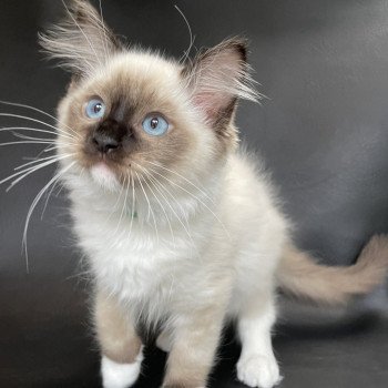 chaton Ragdoll seal point mitted Serge Les Ragdolls de la Croisette