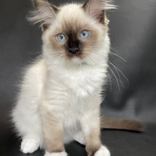 chaton Ragdoll seal point mitted Serge Les Ragdolls de la Croisette