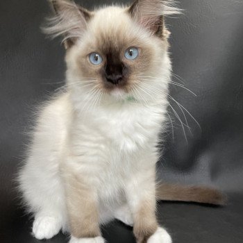 chaton Ragdoll seal point mitted Serge Les Ragdolls de la Croisette