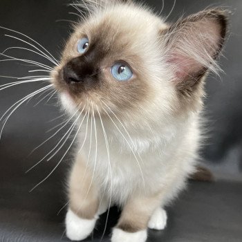 chaton Ragdoll seal point mitted Serge Les Ragdolls de la Croisette chaton Ragdoll seal point mitted Serge Les Ragdolls de la Croisette