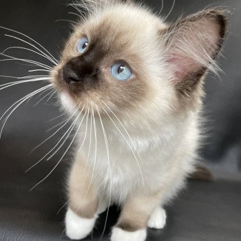 chaton Ragdoll seal point mitted Serge Les Ragdolls de la Croisette