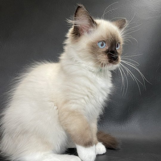 chaton Ragdoll seal point mitted Serge Les Ragdolls de la Croisette