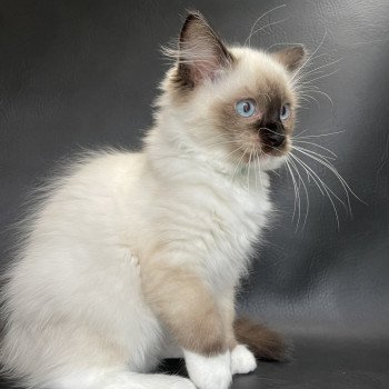 chaton Ragdoll seal point mitted Serge Les Ragdolls de la Croisette chaton Ragdoll seal point mitted Serge Les Ragdolls de la Croisette