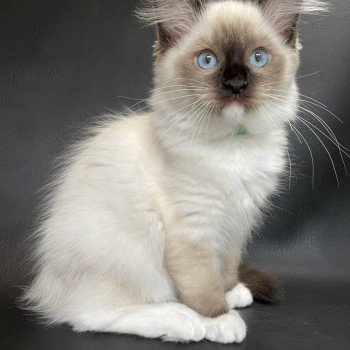 chaton Ragdoll seal point mitted Serge Les Ragdolls de la Croisette