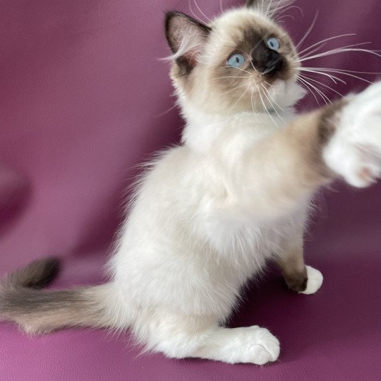 chaton Ragdoll seal point mitted Serge Les Ragdolls de la Croisette