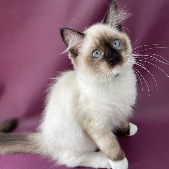 chaton Ragdoll seal point mitted Serge Les Ragdolls de la Croisette