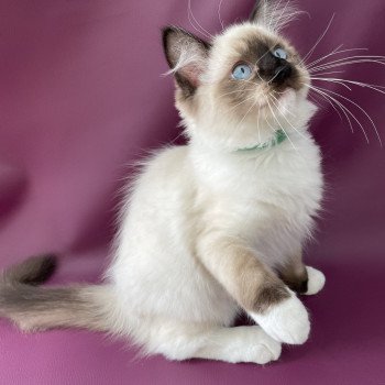 chaton Ragdoll seal point mitted Serge Les Ragdolls de la Croisette